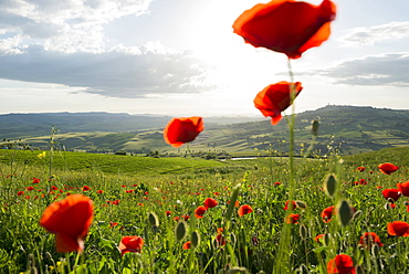 landscape with red poppies, near Pienza, Val d`Orcia, province of Siena, Tuscany, Italy, UNESCO World Heritage