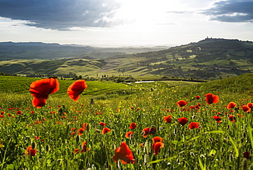 landscape with red poppies, near Pienza, Val d`Orcia, province of Siena, Tuscany, Italy, UNESCO World Heritage