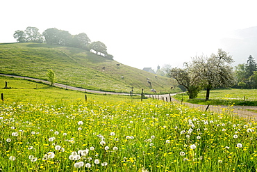 landscape in Spring, Hexental near Freiburg im Breisgau, Black Forest, Baden-Wuerttemberg, Germany