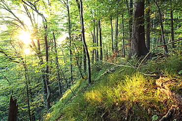 Wood in evening light, Berg, Upper Bavaria, Germany