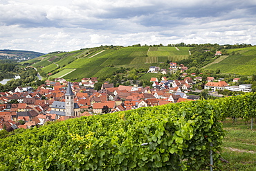 View of town seen through vines in Marsberg vineyard, Randersacker, near Wuerzburg, Franconia, Bavaria, Germany