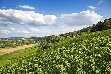 Vines in Maustal vineyard, Sulzfeld am Main, near Kitzingen, Franconia, Bavaria, Germany