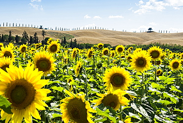 Field full of sunflowers, Crete Senesi, near Siena, Tuscany, Italy