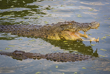 Crocodiles, Kota Kinabalu, Borneo, Malaysia.