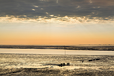 Wadden sea, Amrum Island, North Frisian Islands, Schleswig-Holstein, Germany