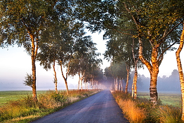 Birch tree alley, Worpswede, Teufelsmoor, Lower Saxony, Germany