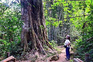 Jungle walk to the Khun Kon Waterfall near Chiang Rai, North-Thailand, Thailand