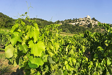 Vineyard near Lacoste, Lacoste, Vaucluse, Provence-Alpes-Cote d’Azur, France