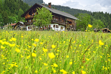View over a flower meadow to an alpine farmhouse, Penningberg, Hopfgarten im Brixental, Kitzbuehel Alps, Tyrol, Austria