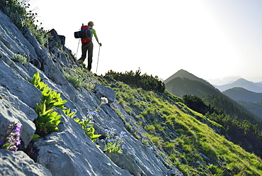 Woman hiking along a ridge, Blauberge, Bavarian Prealps, Upper Bavaria, Bavaria, Germany