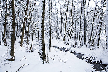 Winter wonderland landscape with snow in Kellerwald forest near Duelfershof, Loehlbach, near Bad Wildungen, Hesse, Germany, Europe