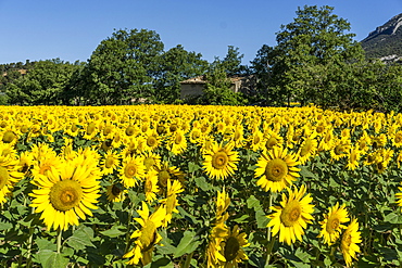 Sunflowers in a field, Loumarine, Vaucluse, Luberon Regional park, Provence-Alpes-Cote d’Azur, France