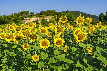 Sunflowers, near Loumarine, Vaucluse, Luberon Regional park, Provence-Alpes-Cote d’Azur, France