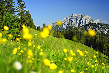 View over flower meadow to Guffert, Blauberge, Bavarian Prealps, Upper Bavaria, Bavaria, Germany