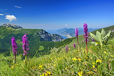 Flower meadow with orchids, Monte Baldo and lake Garda in background, Monte Altissimo, Garda Mountains, Trentino, Italy