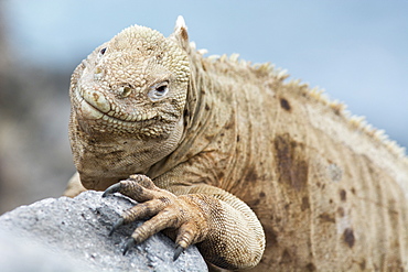 A Galapagos land iguana, Conolophus subcristatus, Santa Fe Island, Galapagos Islands, Ecuador