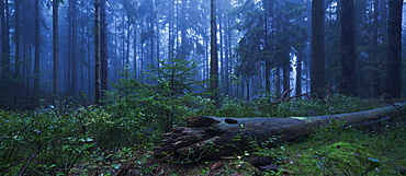 Mystical atmosphere at dawn with fog in natural forest of the National Park Saxon Switzerland and an overturned tree in the foreground, Saxony, Germany