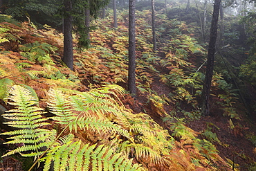 Natural forest with a carpet of ferns in the Saxon Switzerland National Park in autumn, Saxony, Germany