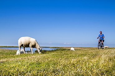 Cyclist and sheep on a dike, Westermarkelsdorf, Fehmarn island, Baltic Coast, Schleswig-Holstein, Germany