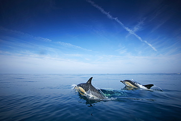 School of dolphins, Sagres, Algarve, Portugal