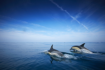 School of dolphins, Sagres, Algarve, Portugal