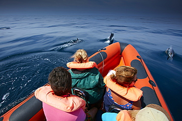 School of dolphins seen from an observation boat, Sagres, Algarve, Portugal