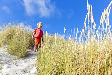 Boy in the dunes at Dueodde, sandy beach, Summer, Baltic sea, Bornholm, Dueodde, Denmark, Europe