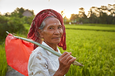 Rice paddies, rice field Penestanan, Ubud, Bali, Indonesia