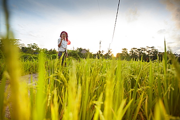 Rice paddy, rice field Penestanan, Bali, Indonesia