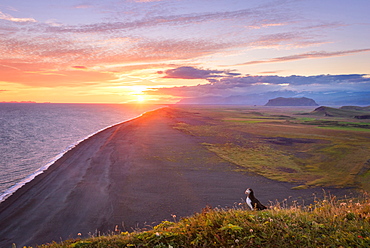 Sun, Sunset, Beach, Puffin, Klifandi, Dyrholaey, Iceland, Europe