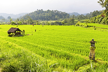 Shrine between paddy fields, Iseh, Sidemen, Bali, Indonesia