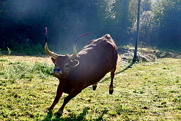 Young bull at Rio Lima, Minho, Northwest-Portugal, Portugal