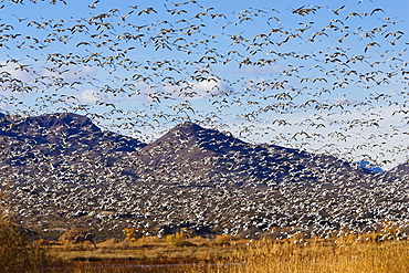 Snow Geese wintering in Bosque del Apache, Anser caerulescens atlanticus, Chen caerulescens, New Mexico, USA