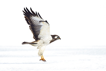 Common Buzzard, pale morph, Buteo buteo, Usedom, Germany