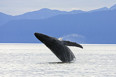 Humpback Whale breaching, Megaptera novaeangliae, Alaska's Inside Passage, USA