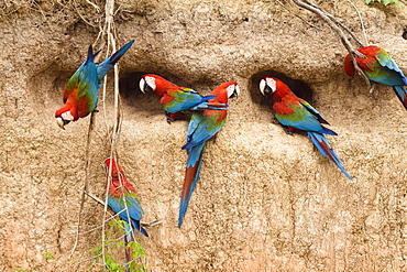 Red-and-green Macaws at saltlick, Ara chloroptera, Tambopata National Reserve, Peru, South America