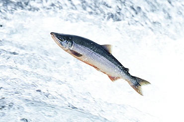 Sockeye Salmon leaping, Onocorhynchus nerka, Alaksa