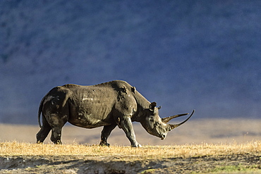 Black Rhinoceros, Diceros bicornis, Ngorongoro-crater, Tanzania, East-Africa