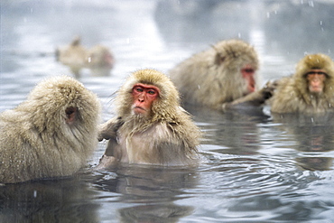 Snowmonkeys, Japanese Macaques in hot spring, Macaca fuscata, Japanese Alps, Japan