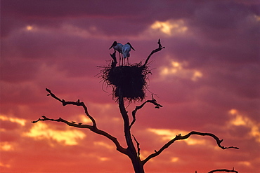 Jabirus, pair on nest, Jabiru mycteria, Pantanal, Brasil, South America