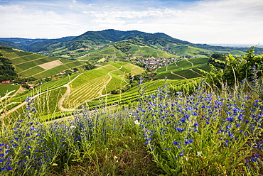 Vineyards, Durbach, Ortenau, Black Forest, Baden-Wuerttemberg, Germany