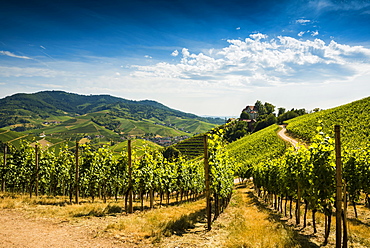 Vineyards at Staufenberg Castle, Durbach, Ortenau, Black Forest, Baden-Wuerttemberg, Germany