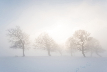 snow covered trees and sunset, Schauinsland, near Freiburg im Breisgau, Black Forest, Baden-Wuerttemberg, Germany