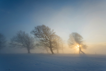 snow covered trees and sunset, Schauinsland, near Freiburg im Breisgau, Black Forest, Baden-Wuerttemberg, Germany