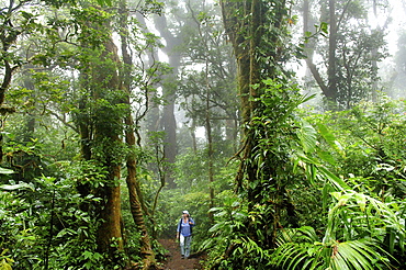 Woman hiking in the Monteverde Cloud Forest Reserve, Costa Rica, Central America