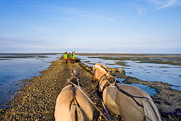 Horse-drawn carriage tour to Hallig Suedfall, Schleswig-Holstein, Germany