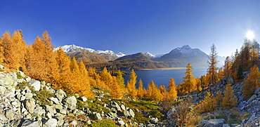 Lake Sils in autumn, Piz Corvatsch and Piz da la Margna, Upper Engadin, Engadin, Grisons, Switzerland