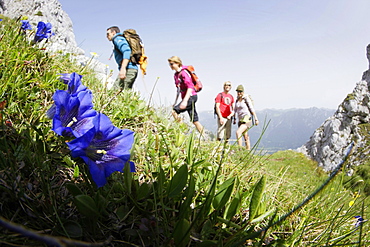 Blooming gentian, hikers in background, Wetterstein range, Bavaria, Germany