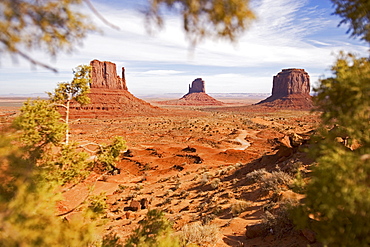 View through a bush into the Monument Valley, Monument Valley, Arizona, USA