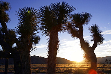 View through a Joshua Tree into the sunset, Joshua Tree National Park, Twentynine Palms, California, USA